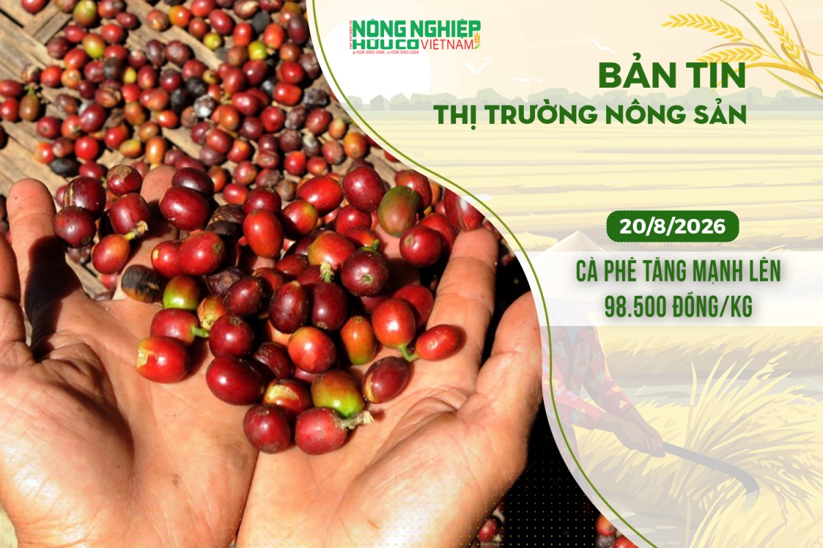 thi truong nong san 2082026 ca phe tang manh len 98500 dongkg
