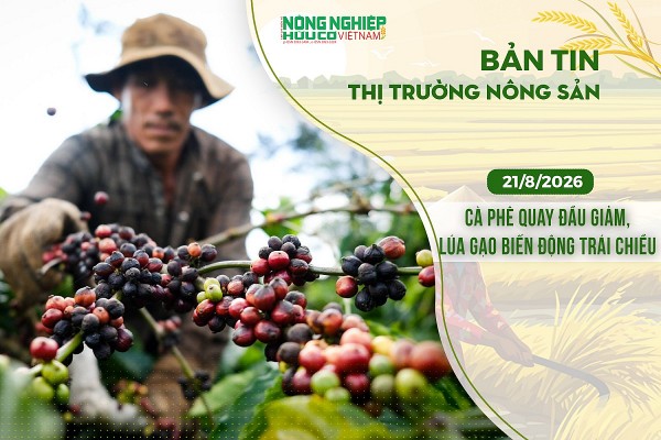 Thị trường nông sản 21/8/2026: Cà phê quay đầu giảm, lúa gạo biến động trái chiều