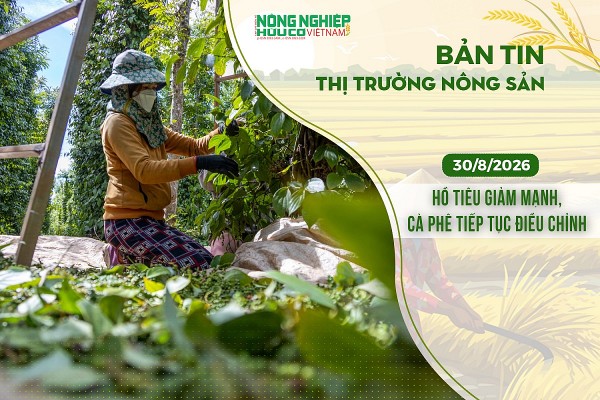 Thị trường nông sản 30/8/2026: Hồ tiêu giảm mạnh, cà phê tiếp tục điều chỉnh