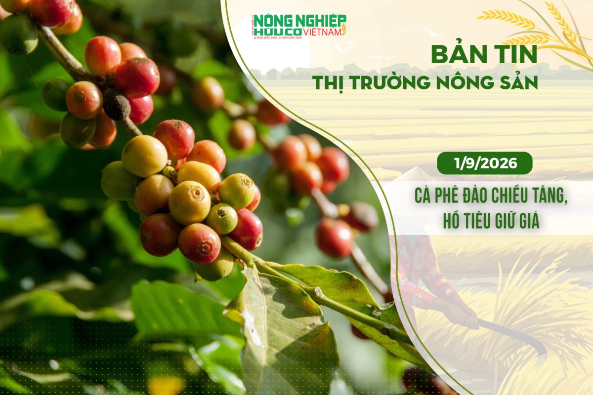 thi truong nong san 192026 ca phe dao chieu tang ho tieu giu gia