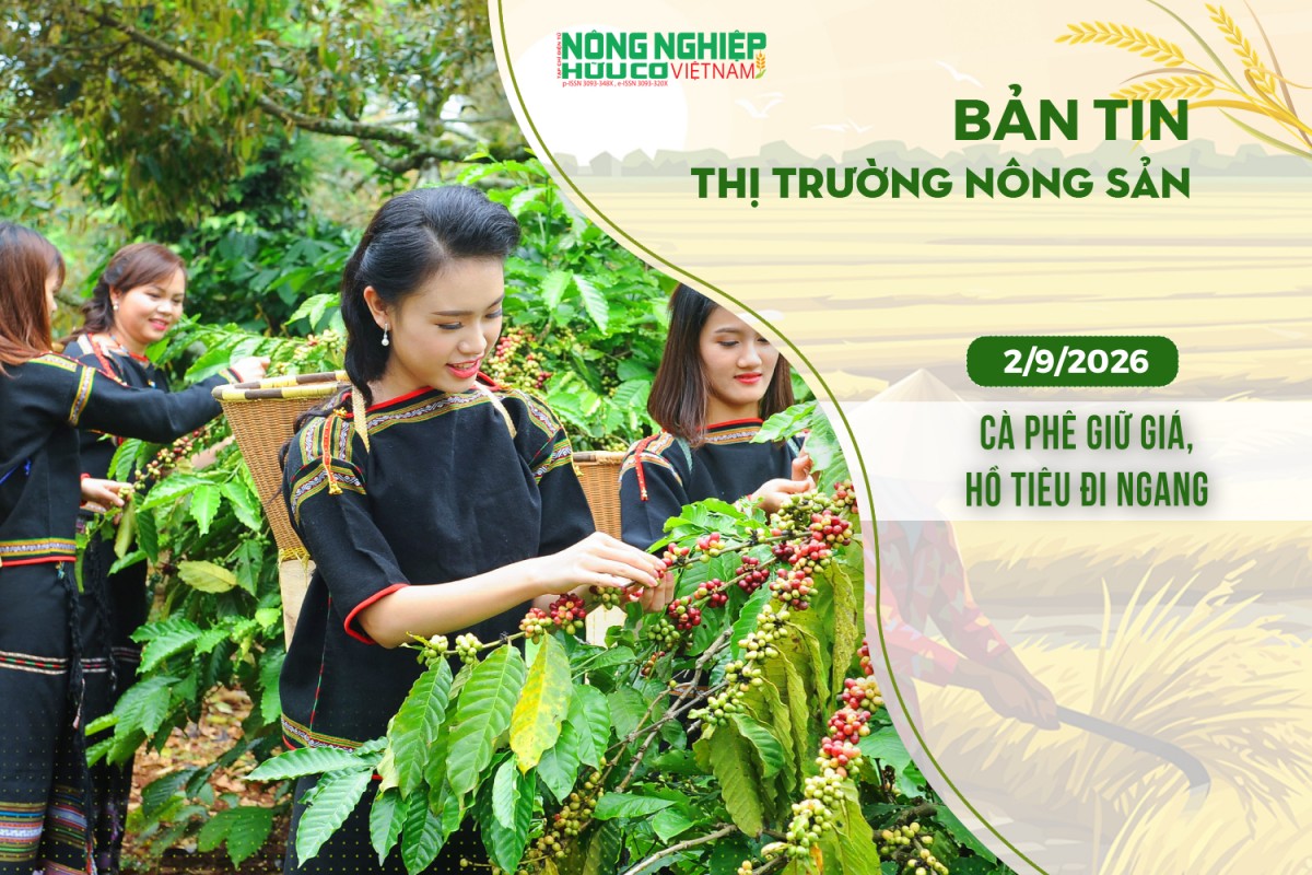 thi truong nong san 292026 ca phe giu gia ho tieu di ngang
