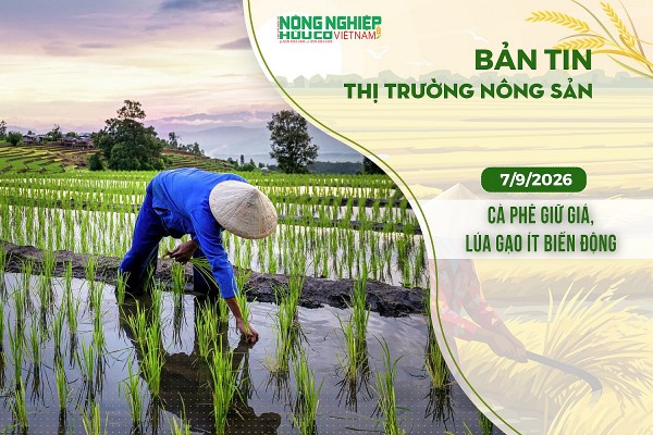 Thị trường nông sản 7/9/2026: Cà phê giữ giá, lúa gạo ít biến động