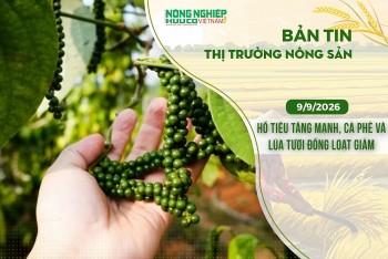 Thị trường nông sản 9/9/2026: Hồ tiêu tăng mạnh, cà phê và lúa tươi đồng loạt giảm