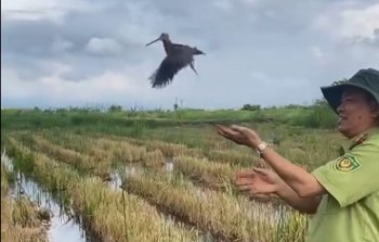 Cứu hộ 01 cá thể chim trời và tái thả về môi trường tự nhiên