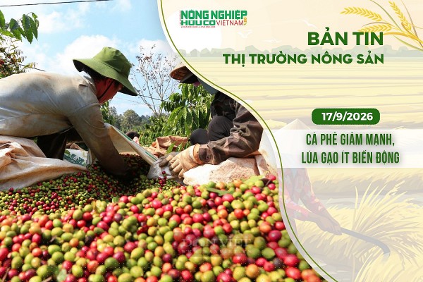 Thị trường nông sản 17/9/2026: Cà phê giảm mạnh, lúa gạo ít biến động