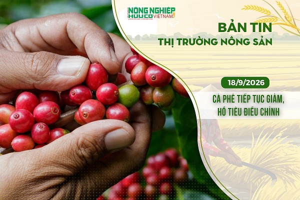 Thị trường nông sản 18/9/2026: Cà phê tiếp tục giảm, hồ tiêu điều chỉnh