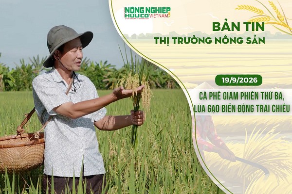 Thị trường nông sản 19/9/2026: Cà phê giảm phiên thứ ba, lúa gạo biến động trái chiều