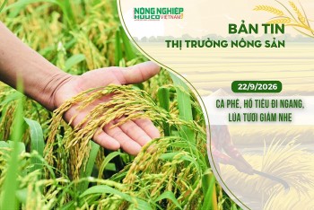 Thị trường nông sản 22/9/2026: Cà phê, hồ tiêu đi ngang, lúa tươi giảm nhẹ