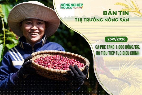 Thị trường nông sản 25/9/2026: Cà phê bật tăng 1.000 đồng/kg, hồ tiêu tiếp tục điều chỉnh