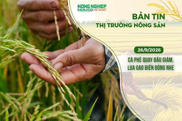 Thị trường nông sản 26/9/2026: Cà phê quay đầu giảm, lúa gạo biến động nhẹ