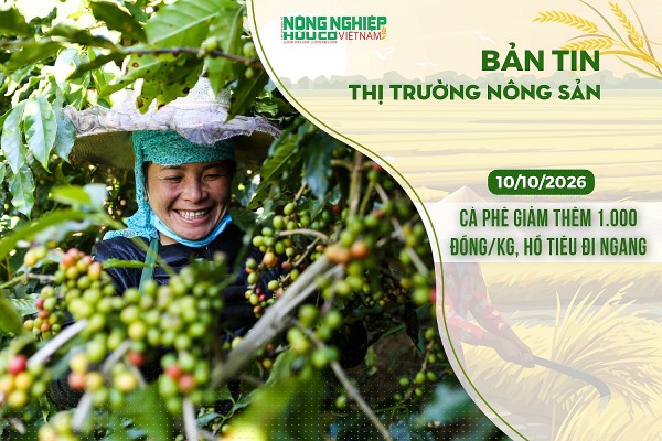 Thị trường nông sản 10/10/2026: Cà phê giảm thêm 1.000 đồng/kg, hồ tiêu đi ngang