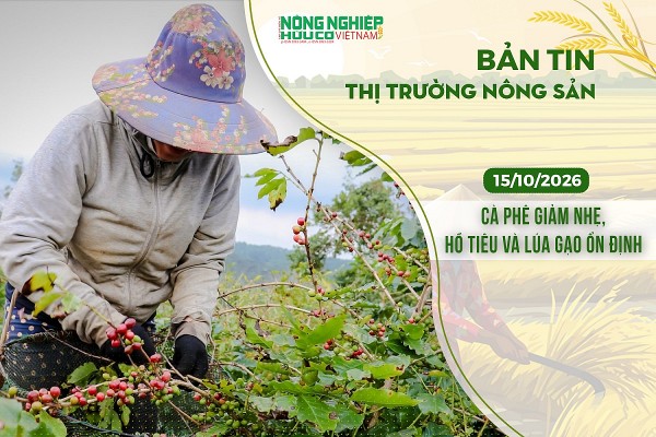 Thị trường nông sản 15/10/2026: Cà phê giảm nhẹ, hồ tiêu và lúa gạo ổn định