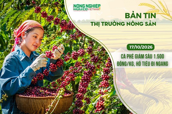 Thị trường nông sản 17/10/2026: Cà phê giảm sâu 1.500 đồng/kg, hồ tiêu đi ngang