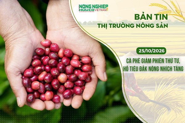 Thị trường nông sản 25/10/2026: Cà phê giảm phiên thứ tư, hồ tiêu Đắk Nông nhích tăng