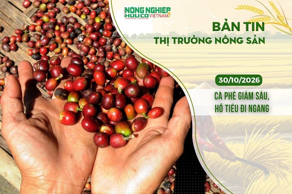 Thị trường nông sản 30/10/2026: Cà phê giảm sâu, hồ tiêu đi ngang