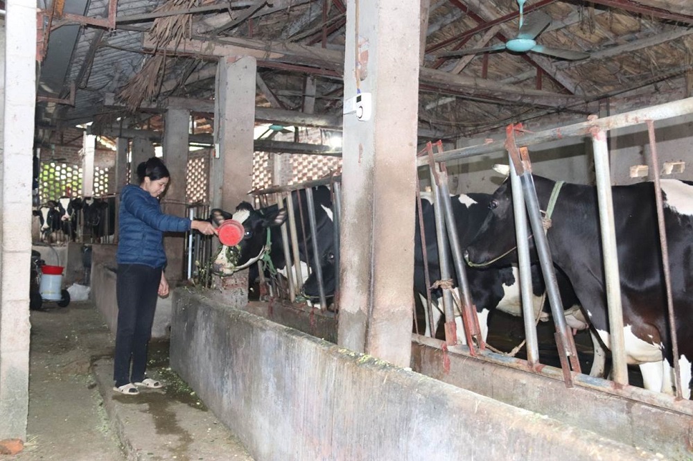 Chăn nuôi bò ở Bà Vì Hiệu quả từ mô hình khép kín  Báo Dân tộc và Phát  triển